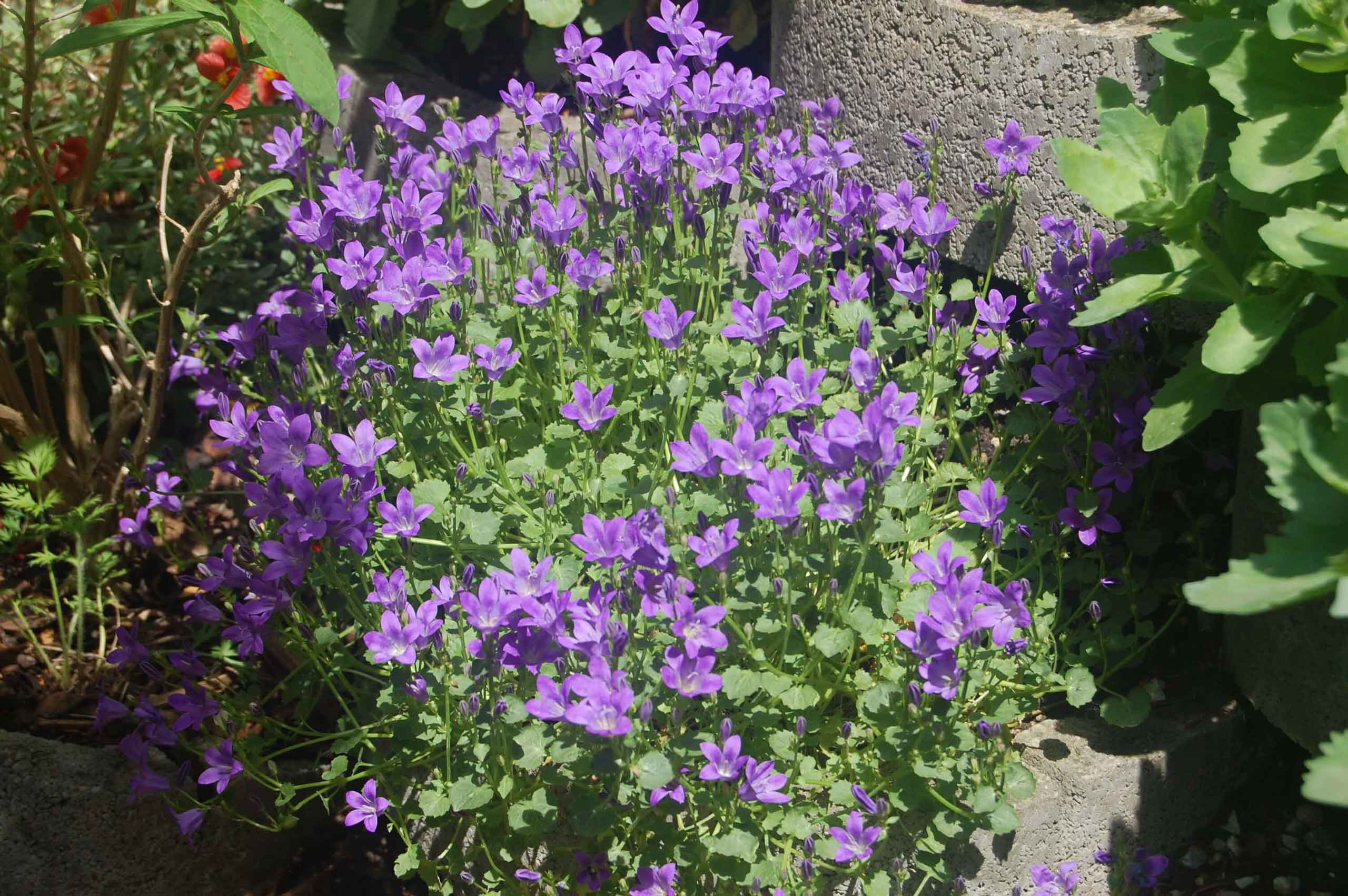 Nahaufnahme violetter Blütenstauden