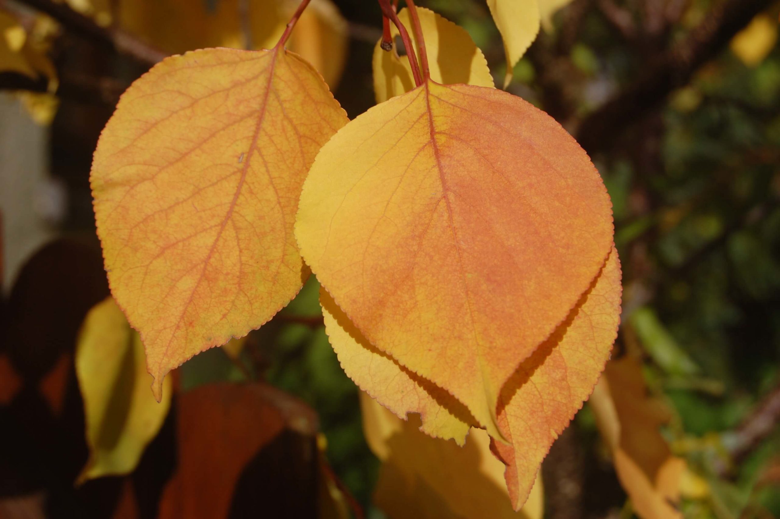 Nahaufnahme gelb-orangener Blättern