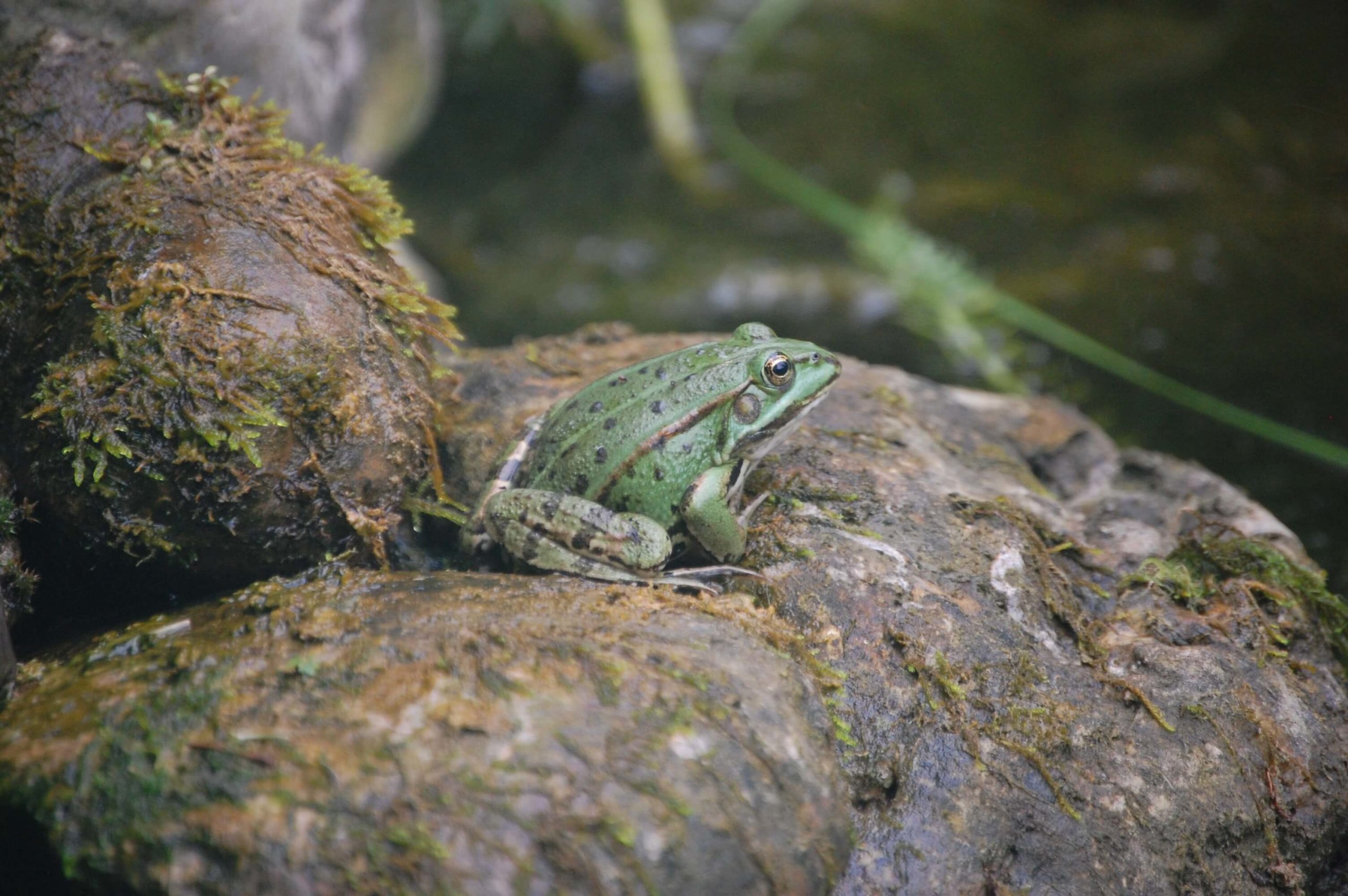 Frosch auf einem Stein im Teich
