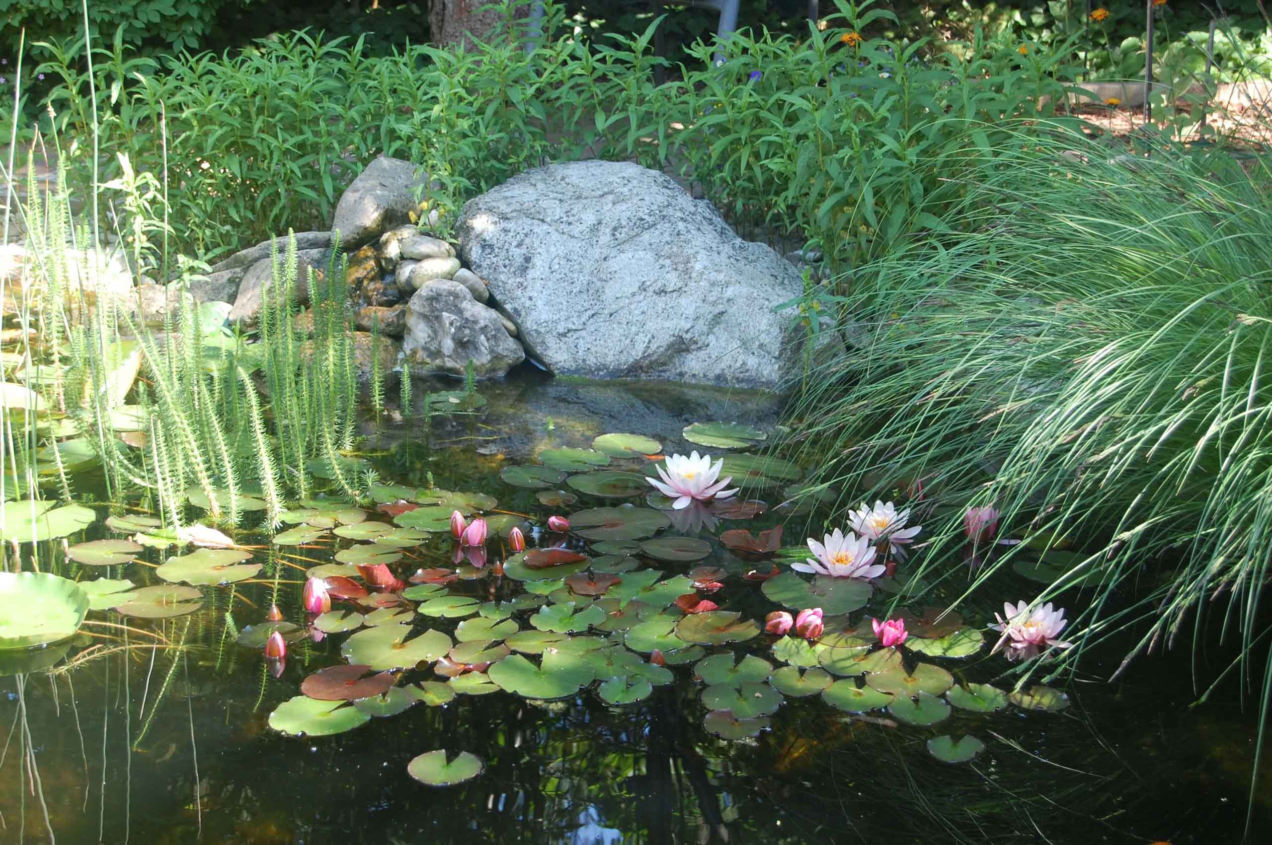 Gartenanlage mit Teich und Seerosen