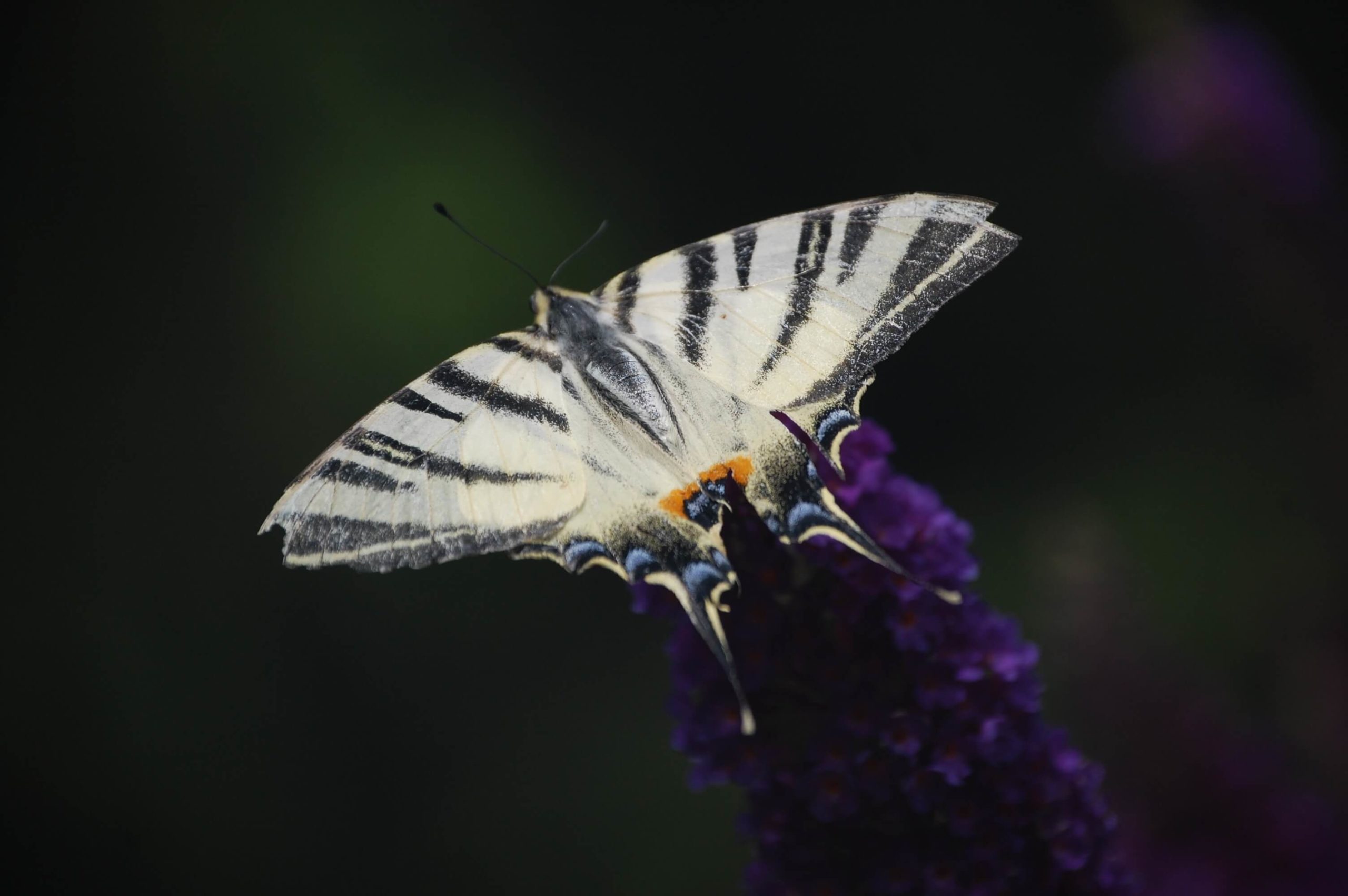 Nahaufnahme eines weße-grauen Schmetterling
