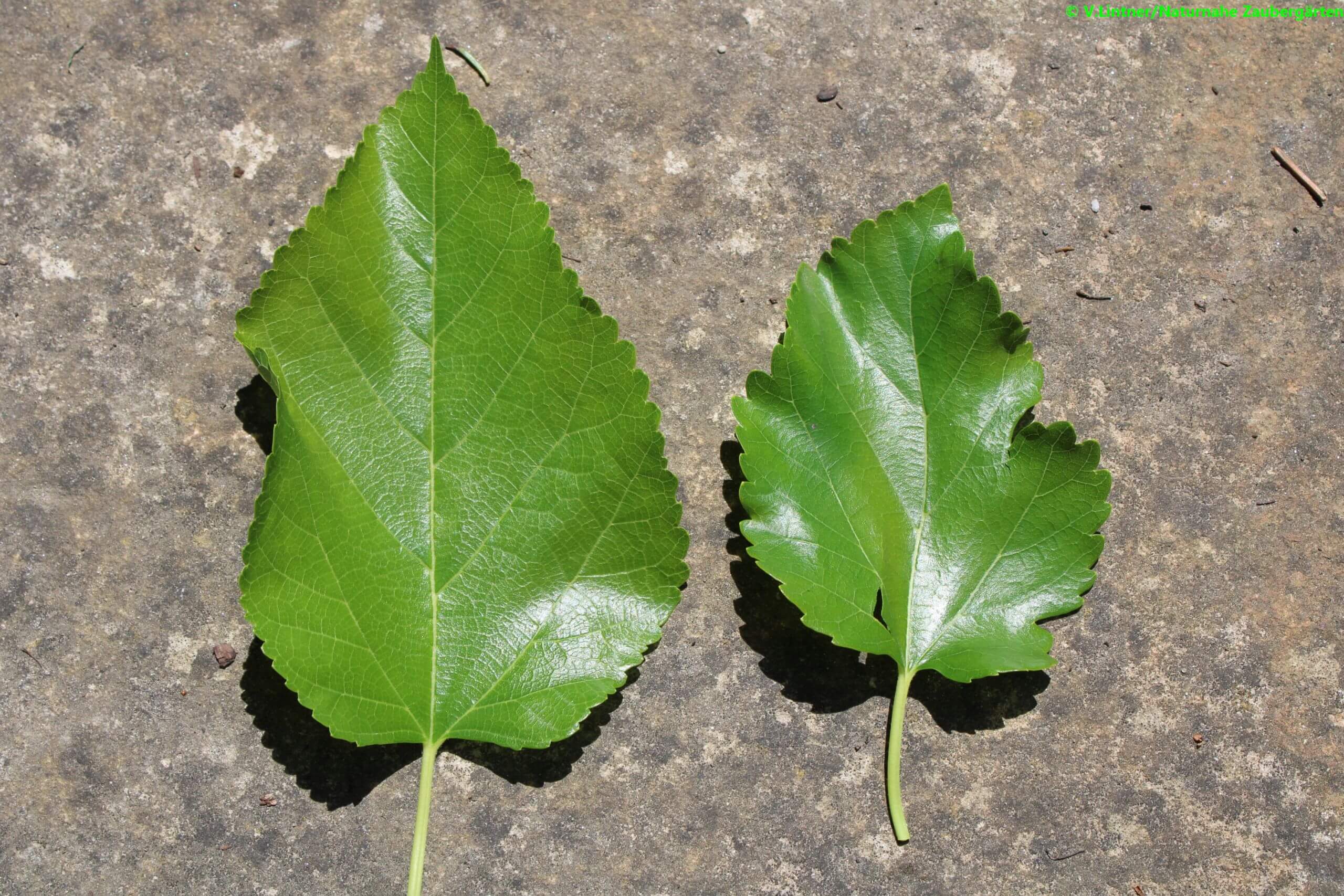 Die Blätter der Maulbeere sehen auf ein und dem selben Baum häufig unterschiedlich aus, das nennt sich Blattdimorphismus - Naturnahe Zaubergärten