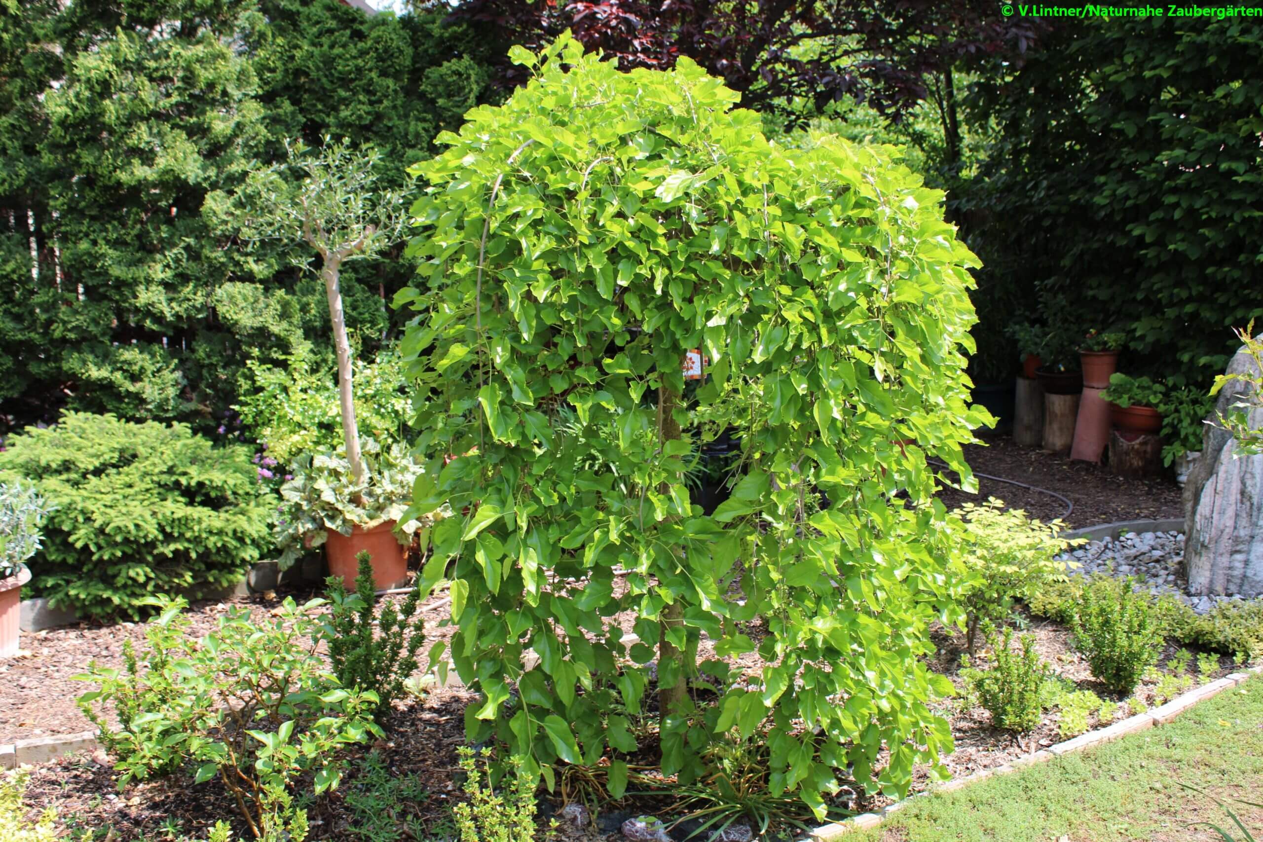 Maulbeerbaum als Hängeform, auch für kleinere Gärten geeignet - Naturnahe Zaubergärten