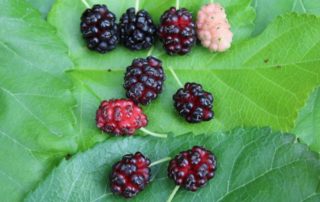 Maulbeeren in verschiedenen Reifestadien - Naturnahe Zaubergärten