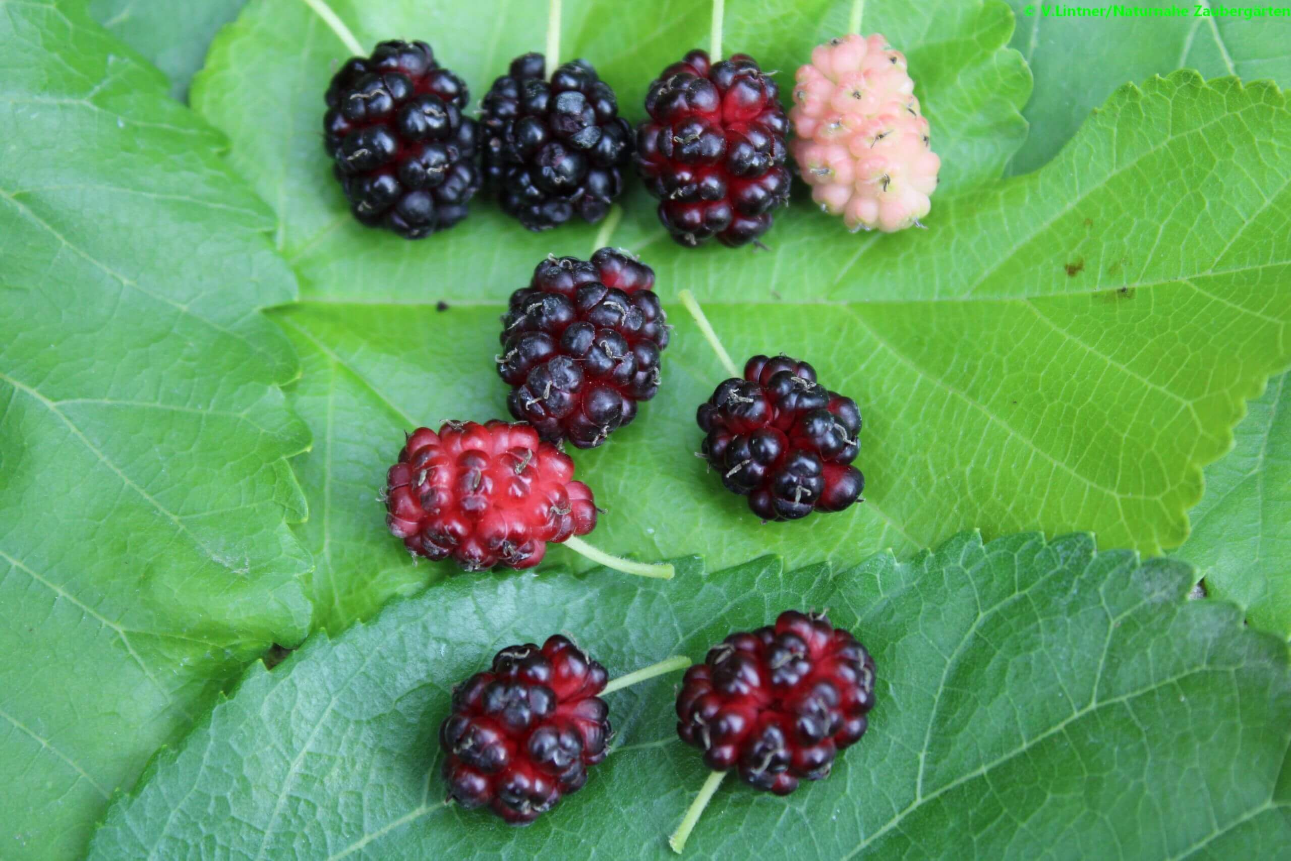 Maulbeeren in verschiedenen Reifestadien - Naturnahe Zaubergärten