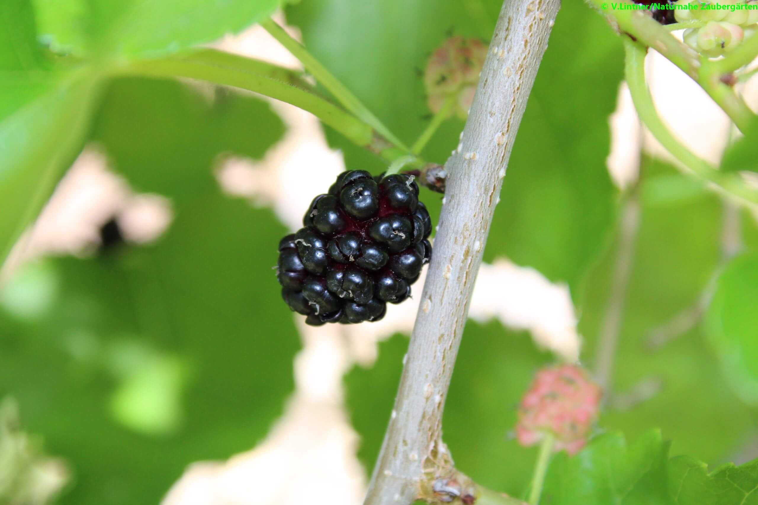 Reife Maulbeere, erkennbar an der schwarzen Farbe und Frucht lässt sich leicht vom Baum lösen - Naturnahe Zaubergärten